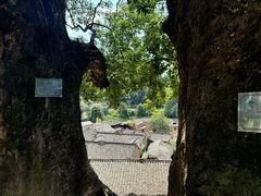 -杨家堂村