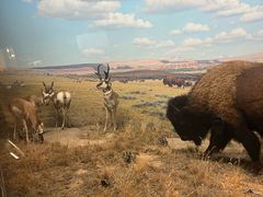 -美国自然历史博物馆