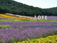 -北京东方普罗旺斯薰衣草庄园