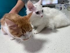 -西安京西宠物医院·瘫痪·疑难杂症