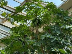 -昆明植物园