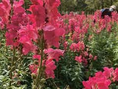 -天适樱花悠乐园