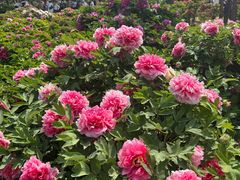 -洛阳市隋唐城遗址植物园