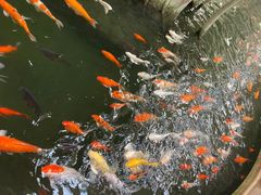 -南宫五洲植物乐园