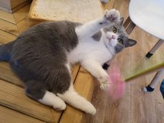 -猫的茶·猫咖