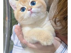 -lincat·猫舍(广州店)