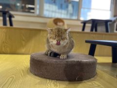 -Heymao猫咖.咖啡厅(东门店)