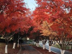 -羊山湖公园