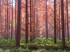 -黄海国家森林公园