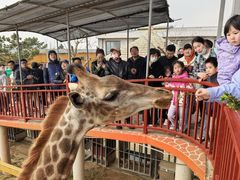 -西霞口神雕山野生动物世界