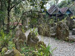 -莫里热带雨林景区