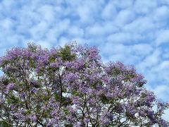 -重庆中央公园(渝北区)