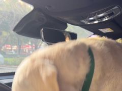 -瑞派康怡24h宠物医院·犬猫医疗中心·微创绝育(瑞景分院)