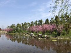 -春花秋色城市公园