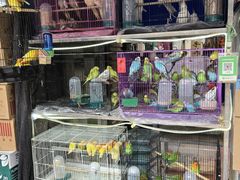 -溪岸路花鸟市场