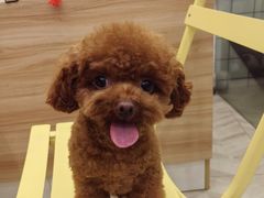 -Pets First伊珊娜洗护·精致美容·家庭式寄养(新会路店)