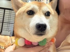 -逗柴咖啡屋·狗咖猫咖宠物桌游