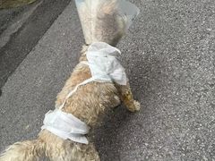 -贝康宠物医院·犬猫全科·小动物特色诊疗中心(东环路店)