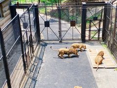 -大连森林动物园