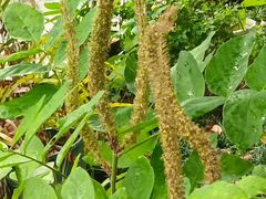 -广州神农草堂中医药博物馆