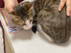 -瑞派康怡24h宠物医院·犬猫医疗中心·微创绝育(瑞景分院)