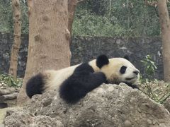 -都江堰中华大熊猫苑