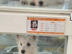 -翊宠yipet猫狗购宠庄园犬舍•猫舍