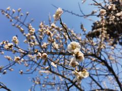 -梅花山(明孝陵内)