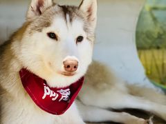 -Husky Go! 哈士奇体验馆·宠物咖啡厅狗咖