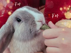 -猫猫幼稚园·撸猫·桌游·电玩