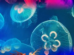 -成都浩海立方海洋公园