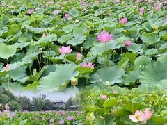 -莲池书院博物馆