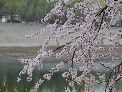 -桃花堤公园