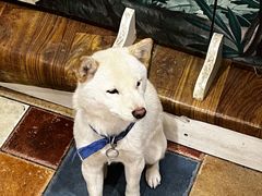 -猫小院猫主题餐厅(南锣旗舰店)