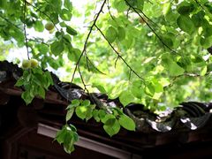 -江宁织造博物馆