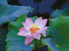 -荷塘月色湿地公园·向阳花洲