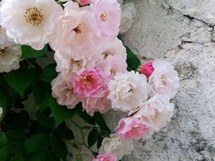 -秦园惠山豆腐花(惠山古镇店)