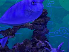 -上海海昌海洋公园