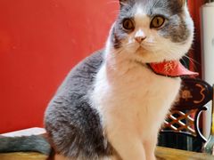 -猫色咖啡·猫咖