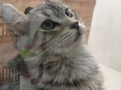 -李小姐の猫咖啡馆(五角场店)