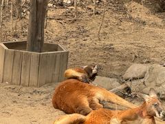 -北京野生动物园