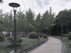 -神仙树公园