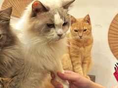-楼上猫咖(罗湖店)