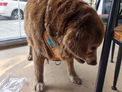 -芭比堂爱心动物医院(柯桥康爱分院)