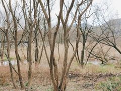 -西湖风景区-江洋畈生态公园