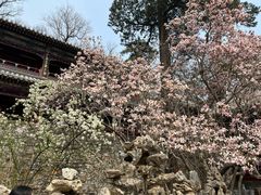 -潭柘寺景区