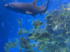 -太平洋海底世界