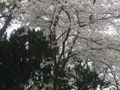 -嘉定紫藤园