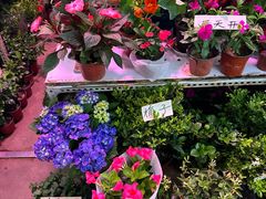 -花鸟鱼虫鲜花绿植市场(玉泉路店)