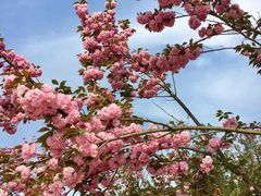 -绵阳盛世樱花悠乐谷